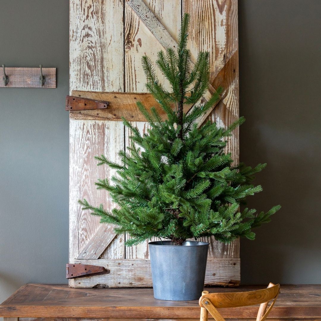 Lighted Potted Porch Fir Tree